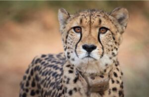 A female cheetah was found dead in MP's Kuno National Park.